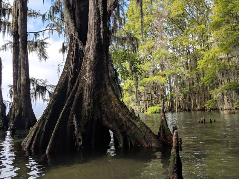 Moccasin Overlook and Cypress Point: The Trails Worth Every Step Moccasin Overlook and Cypress Point: The Trails Worth Every Step