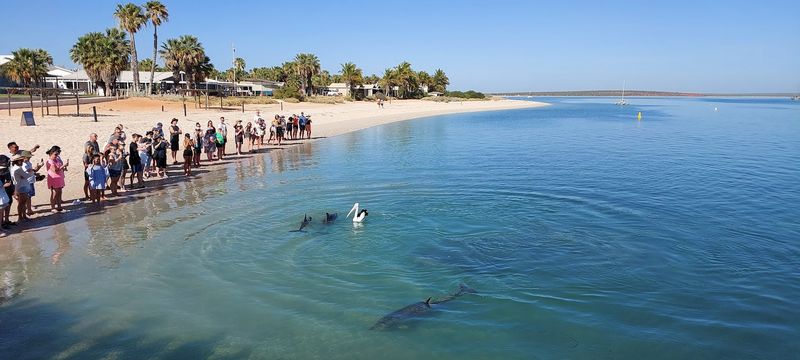 Monkey Mia, Shark Bay, Western Australia, Australia