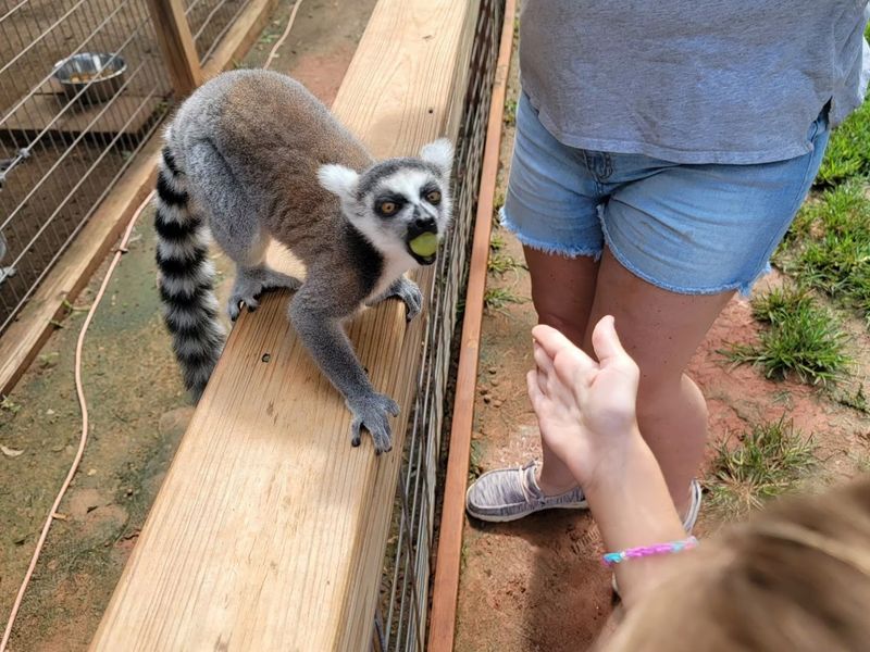 Monkeys, Lemurs, and the Joy of Feeding Primates Monkeys, Lemurs, and the Joy of Feeding Primates