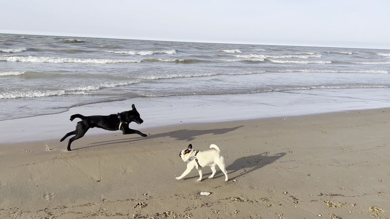 Montrose Dog Beach, Chicago, Illinois