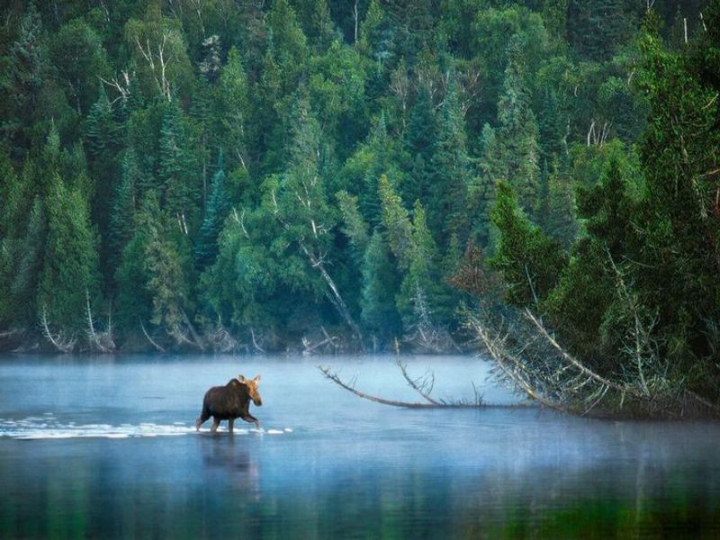 Moose, Wolves, And Respectful Distance Moose, Wolves, And Respectful Distance