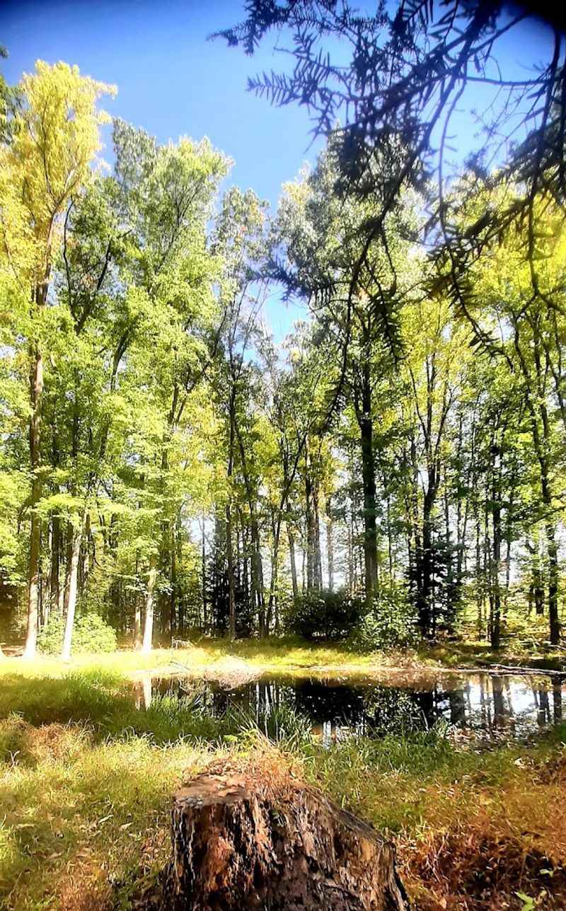 More Than 150 Conifer Species: A Tree Lover's Unexpected Paradise