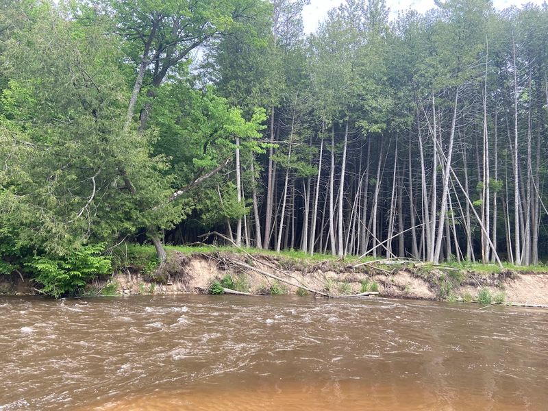More Than Just Trees More Than Just Trees