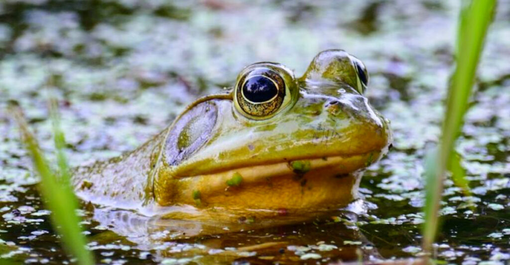 Most Omaha Residents Don’t Realize This Free Nature Sanctuary Is Home to Herons, Turtles, and Hidden Wetlands