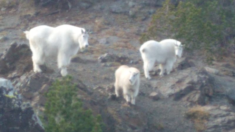 Mountain Goats: The Unofficial Trail Ambassadors