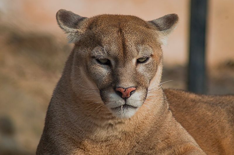 Mountain Lion (Cougar)