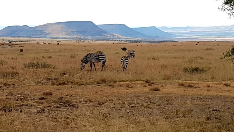 Mountain Zebra National Park, Eastern Cape, South Africa