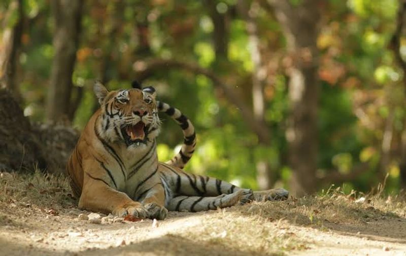 Nagarjunsagar-Srisailam Tiger Reserve, Andhra Pradesh and Telangana, India Nagarjunsagar-Srisailam Tiger Reserve, Andhra Pradesh and Telangana, India