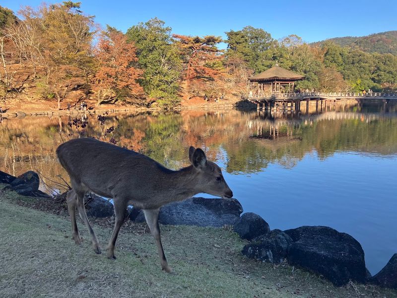 Nara Park, Nara, Japan