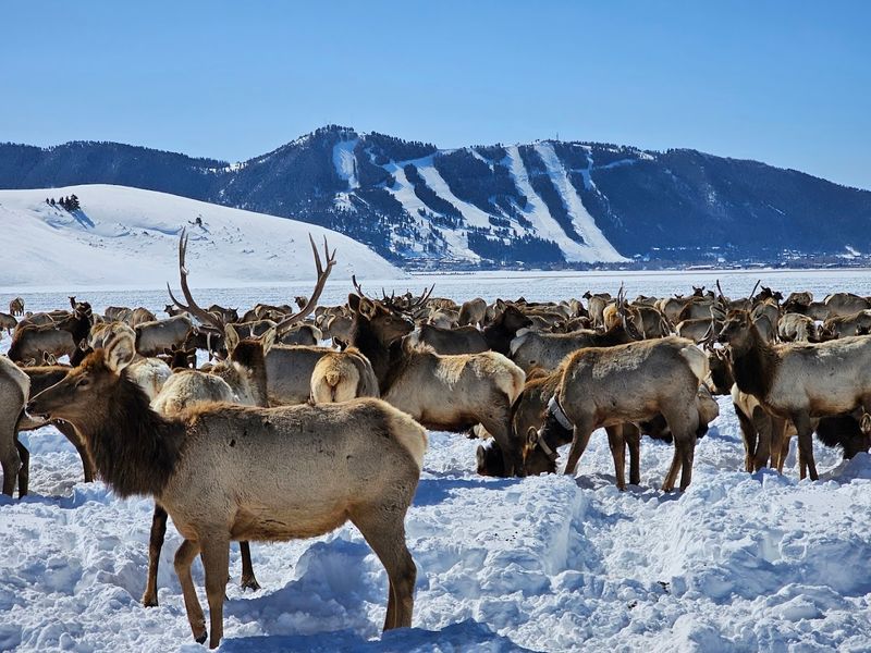 National Elk Refuge, Jackson, Wyoming