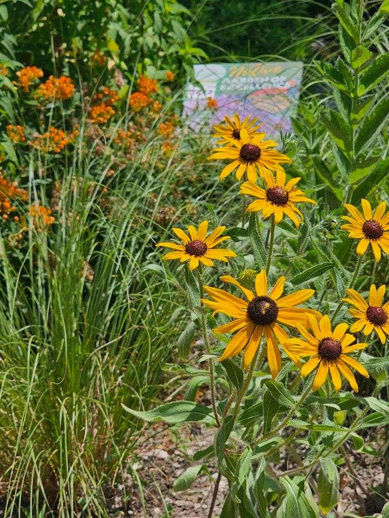 Native Plants, Wildlife, and the Quietly Wild Side of the Park Native Plants, Wildlife, and the Quietly Wild Side of the Park