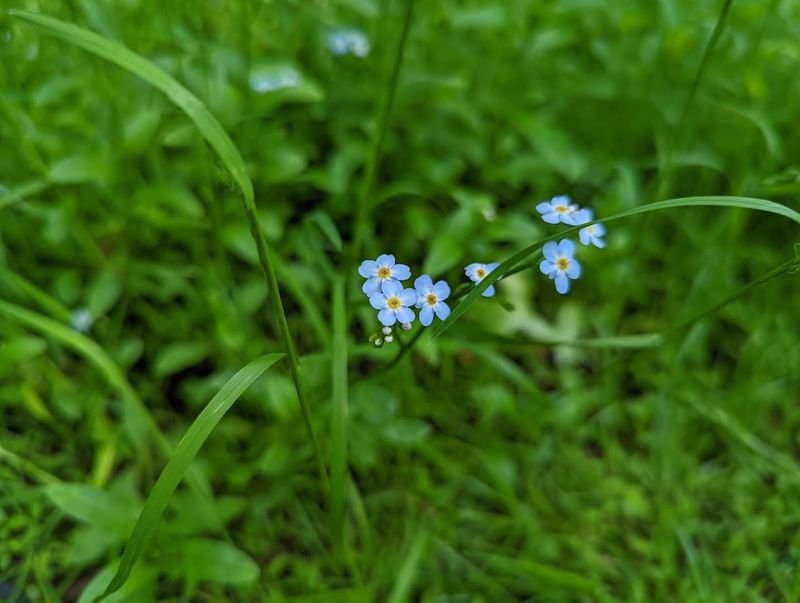 Native Plants and Wildflowers Worth Watching For Native Plants and Wildflowers Worth Watching For