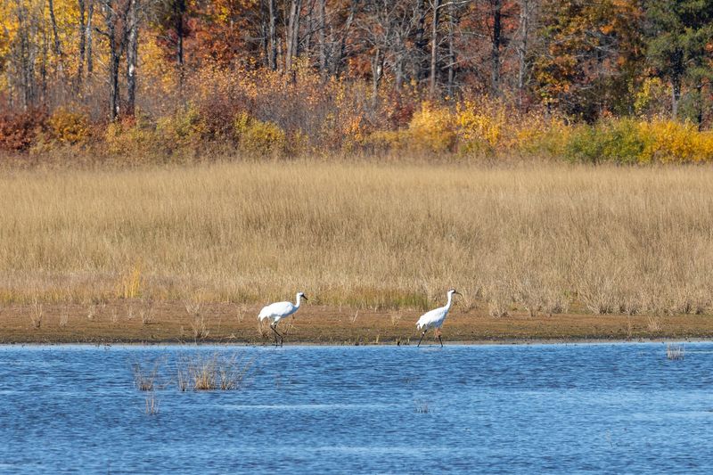 Necedah National Wildlife Refuge, Necedah, Wisconsin