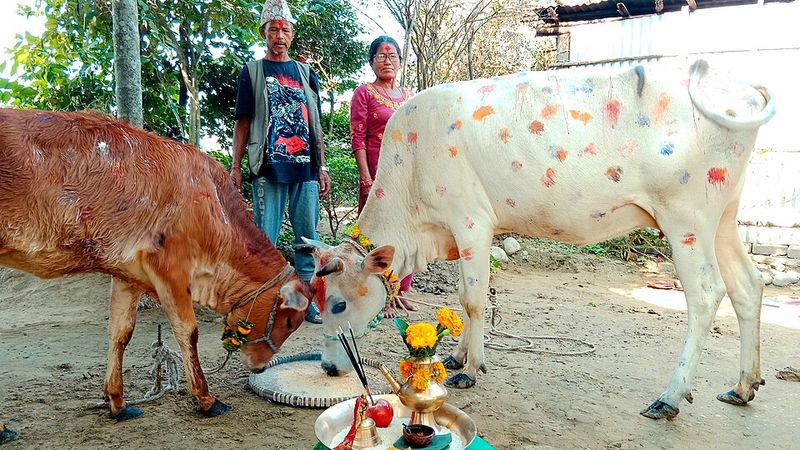 Nepal: The Cow Nepal: The Cow