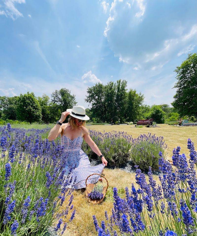 Nettle Creek Lavender Farm - Morris, Illinois Nettle Creek Lavender Farm - Morris, Illinois