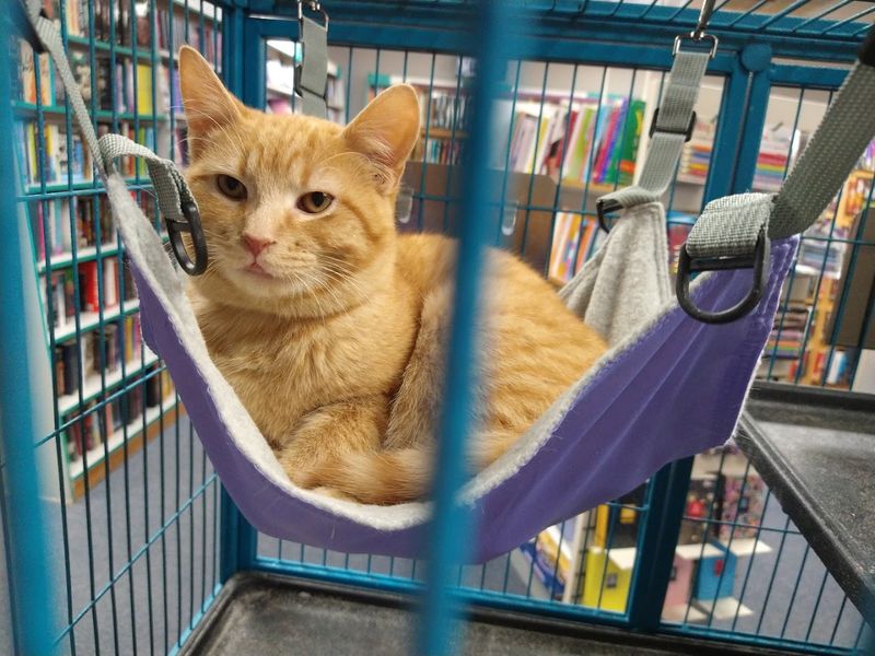 Noah the Bookstore Cat Noah the Bookstore Cat