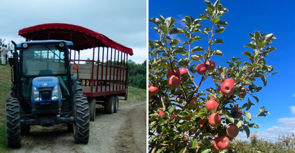 North Carolina Apple Destination Known for Cider Donuts and U-Pick Adventures Keeps Families Coming Back