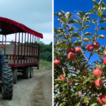 North Carolina Apple Destination Known for Cider Donuts and U-Pick Adventures Keeps Families Coming Back