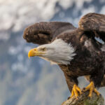 North Carolina Blackwater River Known for Bald Eagles and Scenic Waterways Draws Outdoor Enthusiasts
