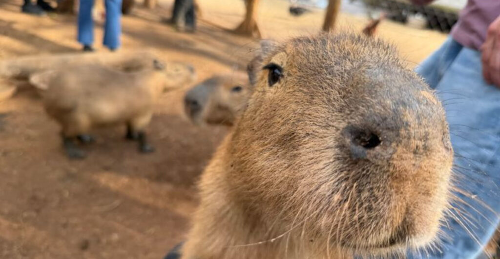 North Carolina Drive-Through Safari Has Animals Walking Right Up to Visitors’ Vehicles