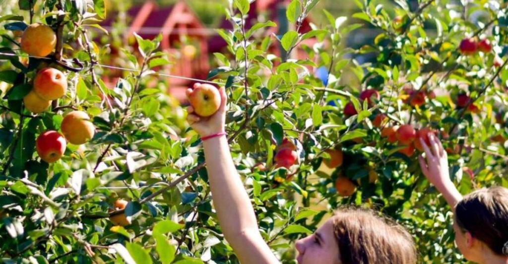 North Carolina Orchard Known for Cider Donuts and Mountain Views Remains a Seasonal Favorite