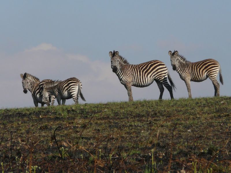 Nyika Plateau, Northern Region, Malawi Nyika Plateau, Northern Region, Malawi