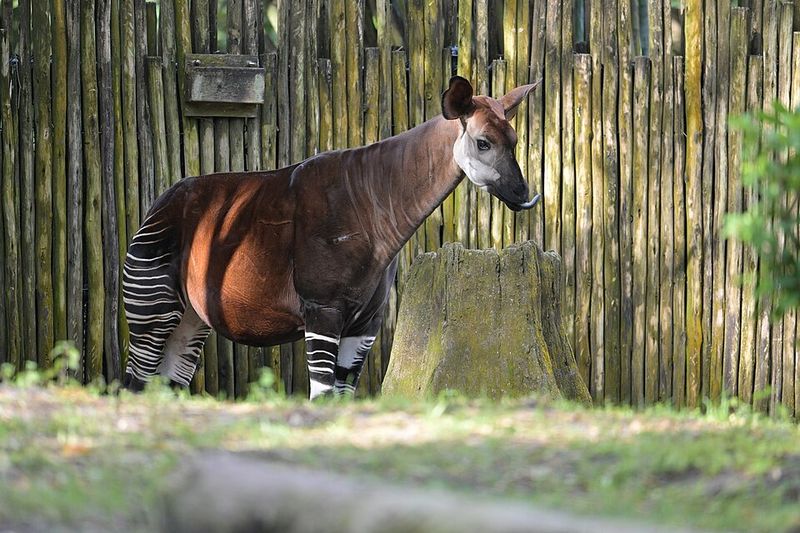 Okapi Okapi