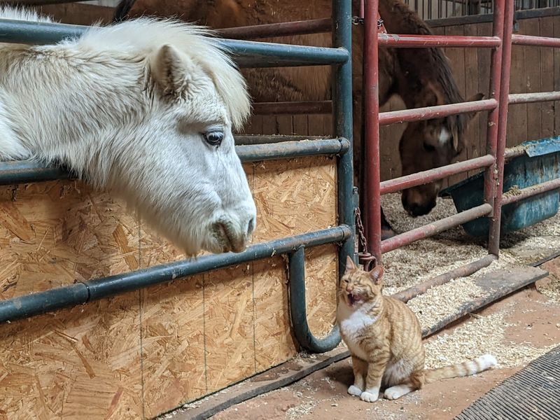 Oklahoma Equine and Farm Animal Rescue Partners — Statewide, Oklahoma