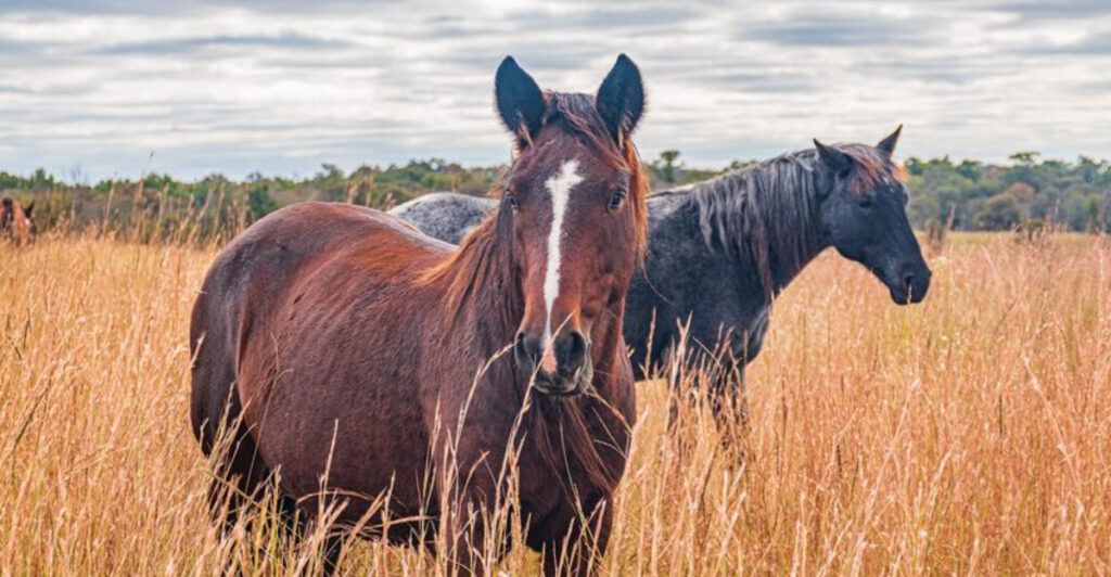 Oklahoma Ranch Lets Visitors See Hundreds of Wild Mustangs Roaming Free Across 4,000 Acres