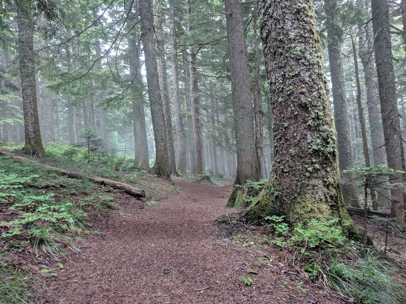 Old-Growth Forest That Makes You Feel Small in the Best Way Old-Growth Forest That Makes You Feel Small in the Best Way