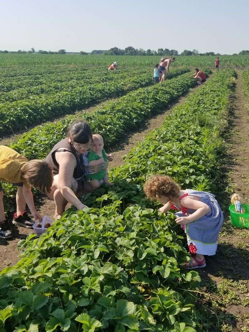Olive Berry Acres — Mazon, Illinois