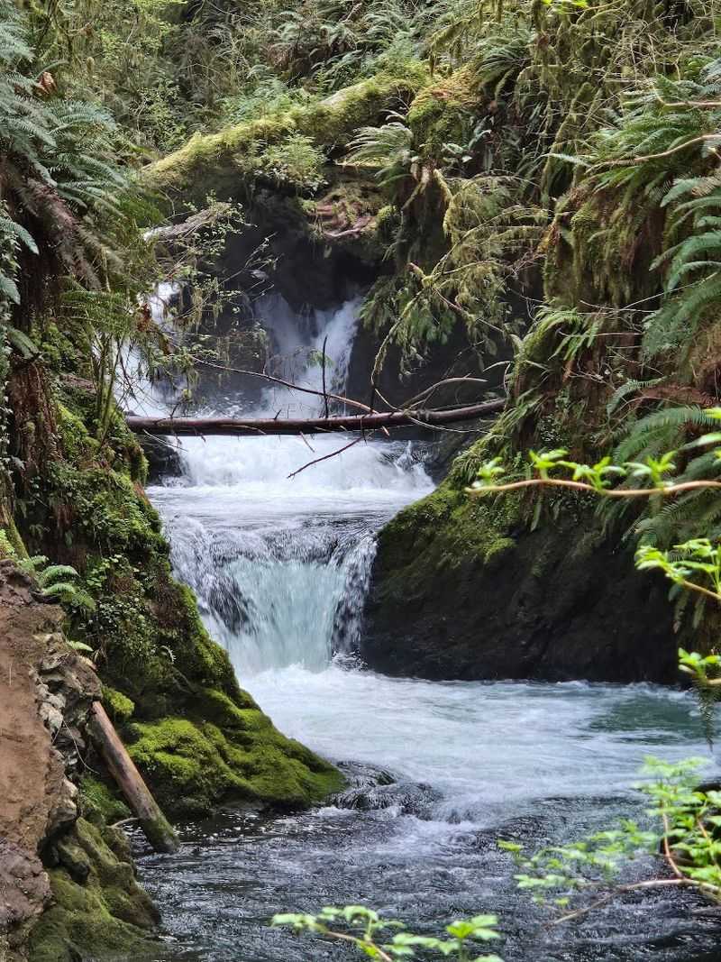 Olympic National Forest — Washington