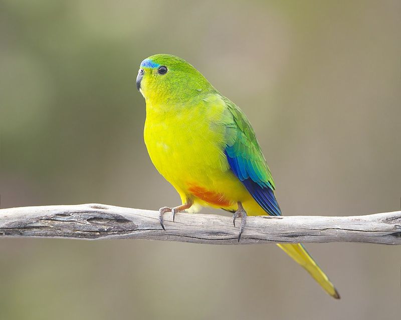Orange-bellied Parrot (Australia)
