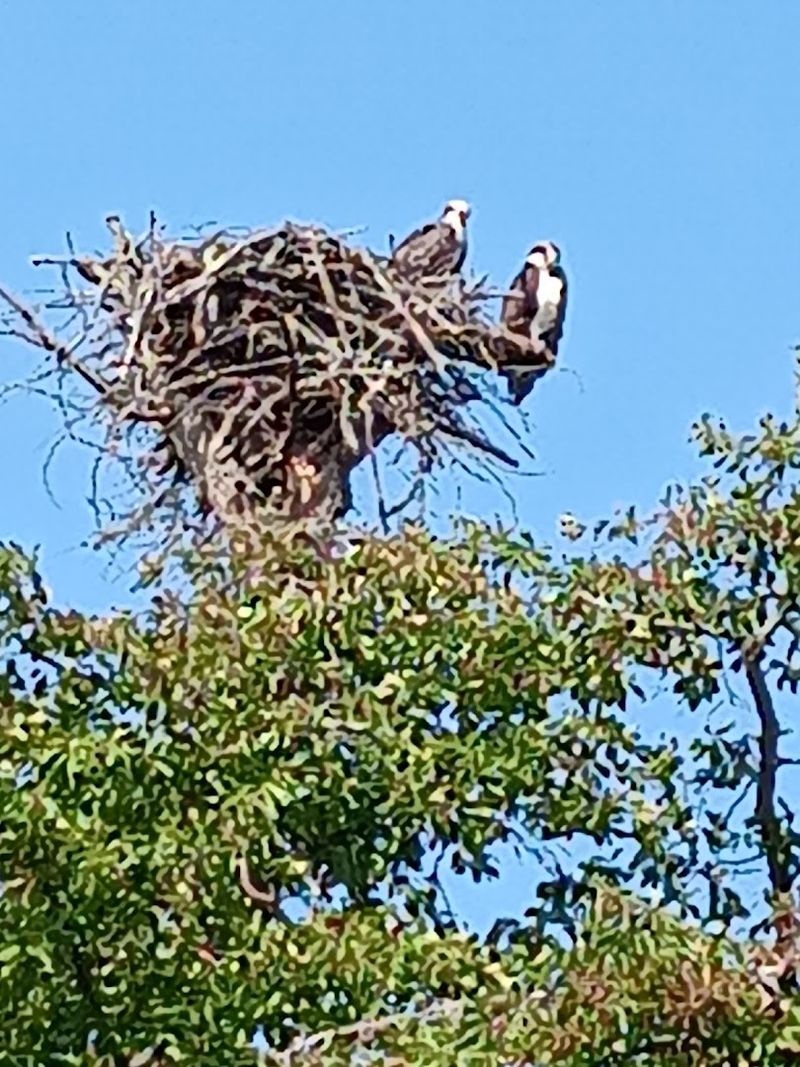 Osprey Nests and Bay Views: What Awaits at the End of the Trail Osprey Nests and Bay Views: What Awaits at the End of the Trail