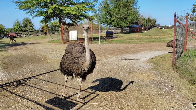 Ostriches: The Self-Appointed Security Team Ostriches: The Self-Appointed Security Team