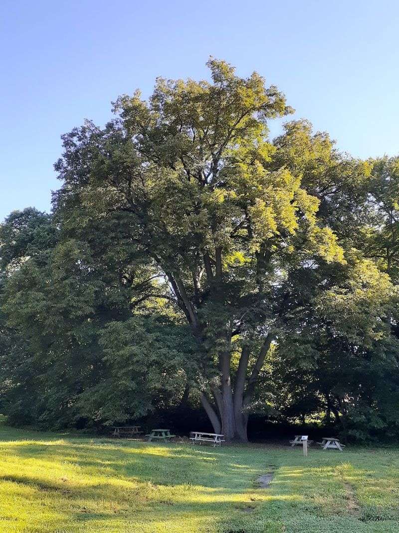 Over 140 Tree Species and One Record-Breaking River Birch Over 140 Tree Species and One Record-Breaking River Birch