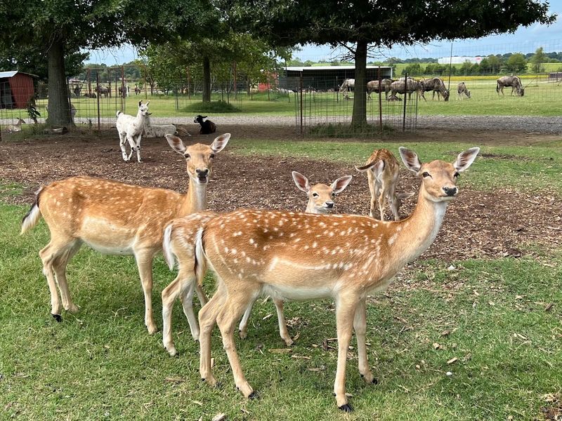 Over 400 Animals and 80-Plus Species Over 400 Animals and 80-Plus Species