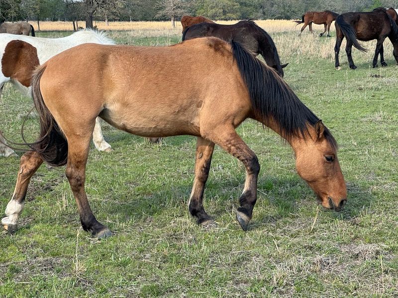 Over 400 Wild Mustangs: What You Actually See on the Tour