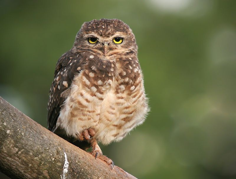 Owls Predict Death