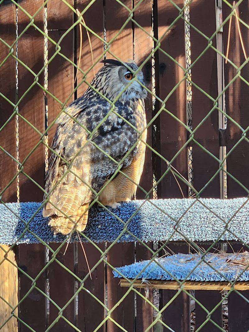 Owls of All Sizes: From Tiny Screech Owls to Great Horneds