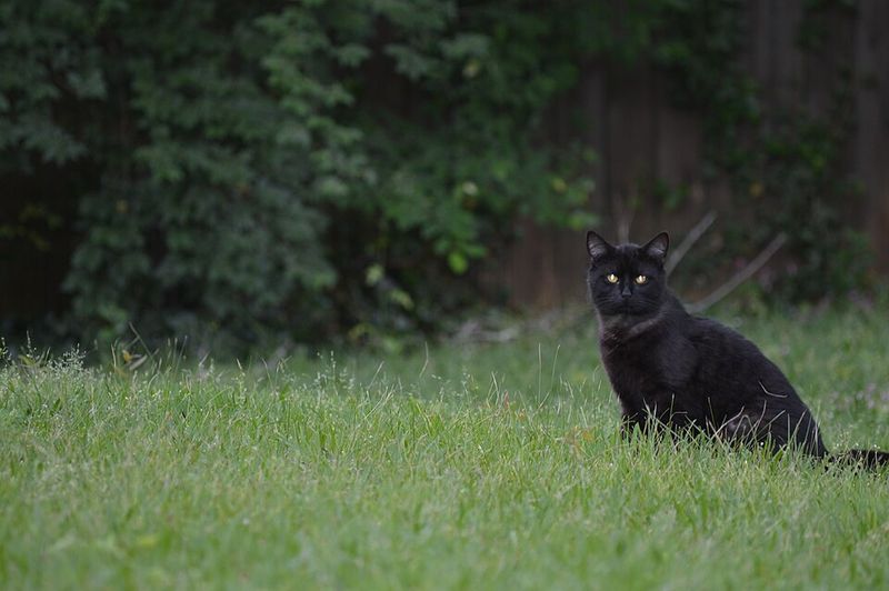 Owning a Black Cat Owning a Black Cat