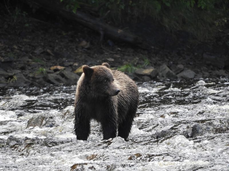 Pack Creek Bear Viewing Area, Admiralty Island, Alaska, USA Pack Creek Bear Viewing Area, Admiralty Island, Alaska, USA