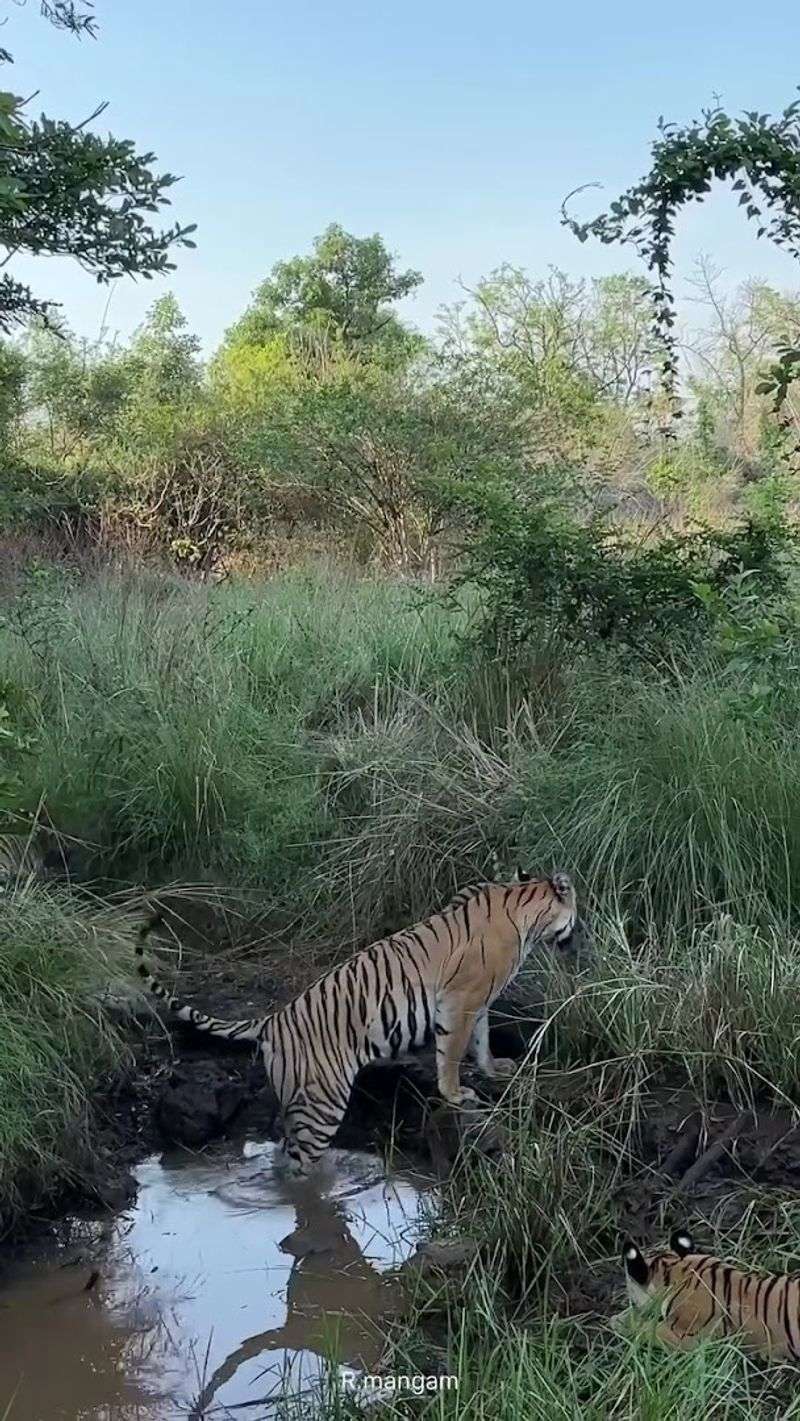 Palamau Tiger Reserve, Jharkhand, India Palamau Tiger Reserve, Jharkhand, India