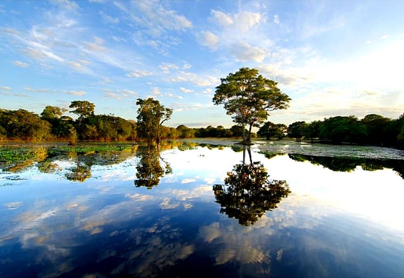 Pantanal, Brazil Pantanal, Brazil