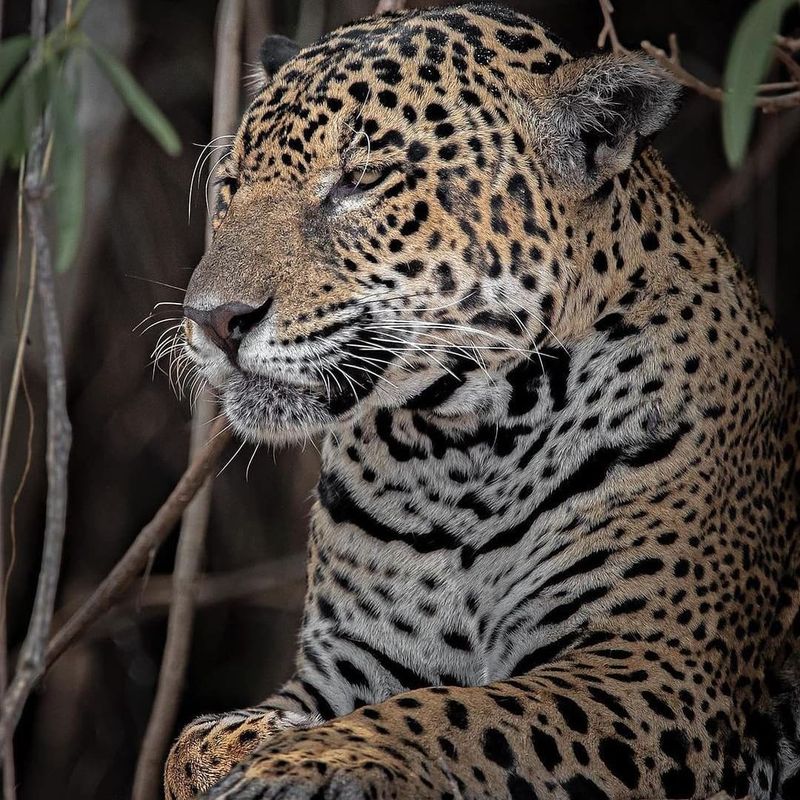 Pantanal, Mato Grosso and Mato Grosso do Sul, Brazil