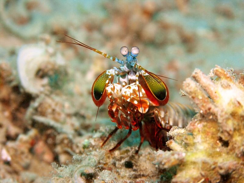 Peacock Mantis Shrimp Deliver Bullet-Like Punches Peacock Mantis Shrimp Deliver Bullet-Like Punches