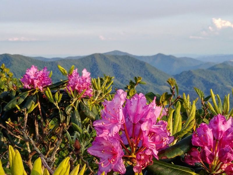 Peak Bloom Timing: When to Plan Your Visit Peak Bloom Timing: When to Plan Your Visit