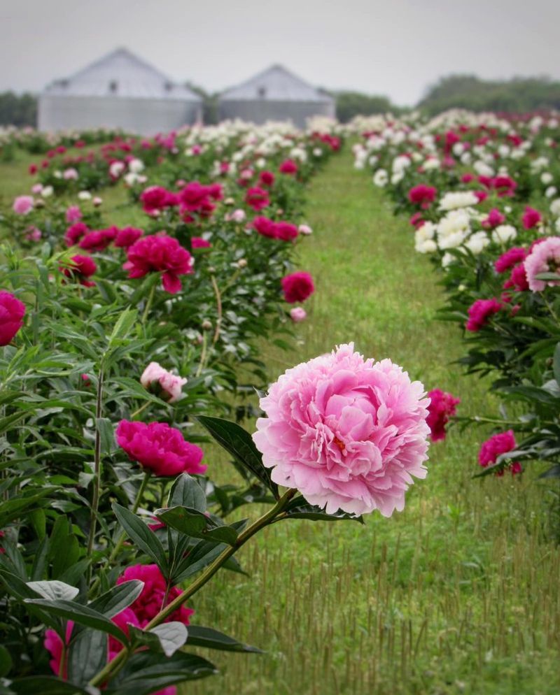 Peony Orchard Farm - Harvard, Illinois Peony Orchard Farm - Harvard, Illinois
