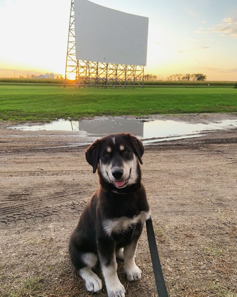 Pets Welcome, Comfort Guaranteed