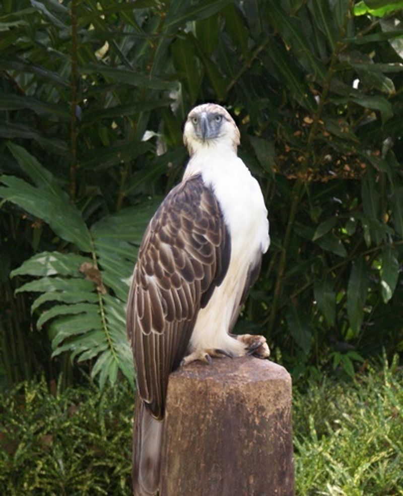 Philippine Eagle (Philippines)